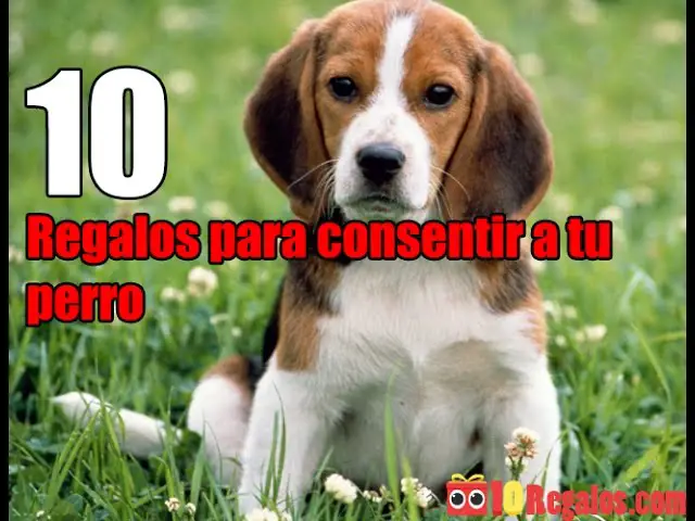 regalo personalizado mascota