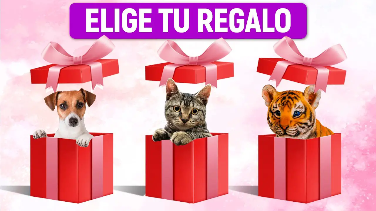 regalos de gato