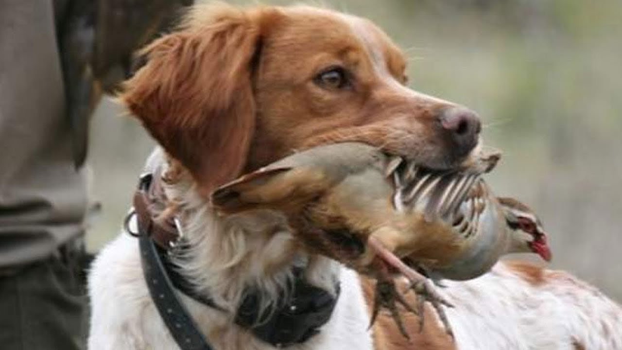 regalos de perros de caza
